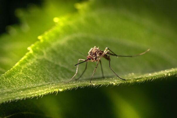 muecke auf blatt