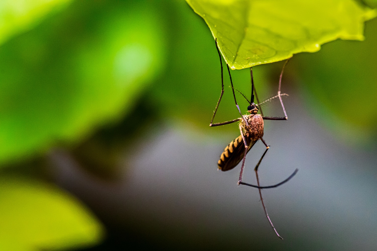 Wie schnell werden Mückenstiche sichtbar?