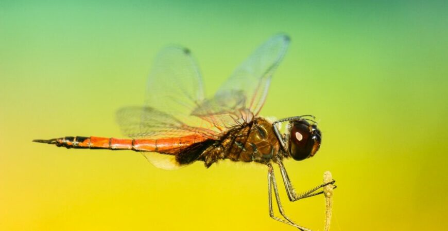 Die häufigsten Mythen über Mücken und Mückenstiche: Fakten und Fiktionen
