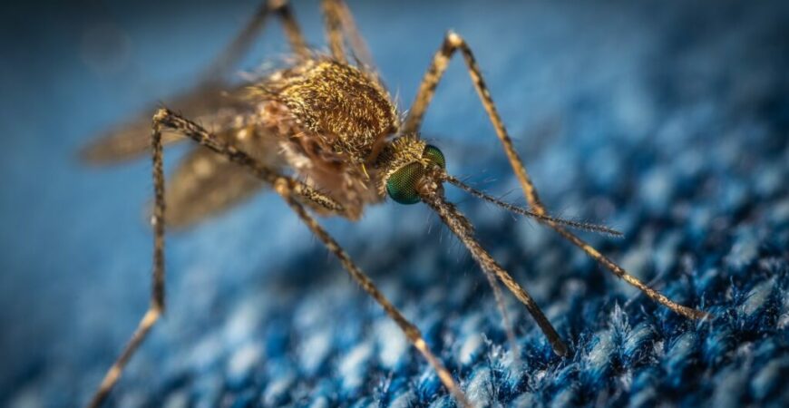Elektrostifte gegen Mückenstiche: Die Revolution in der Insektenabwehr