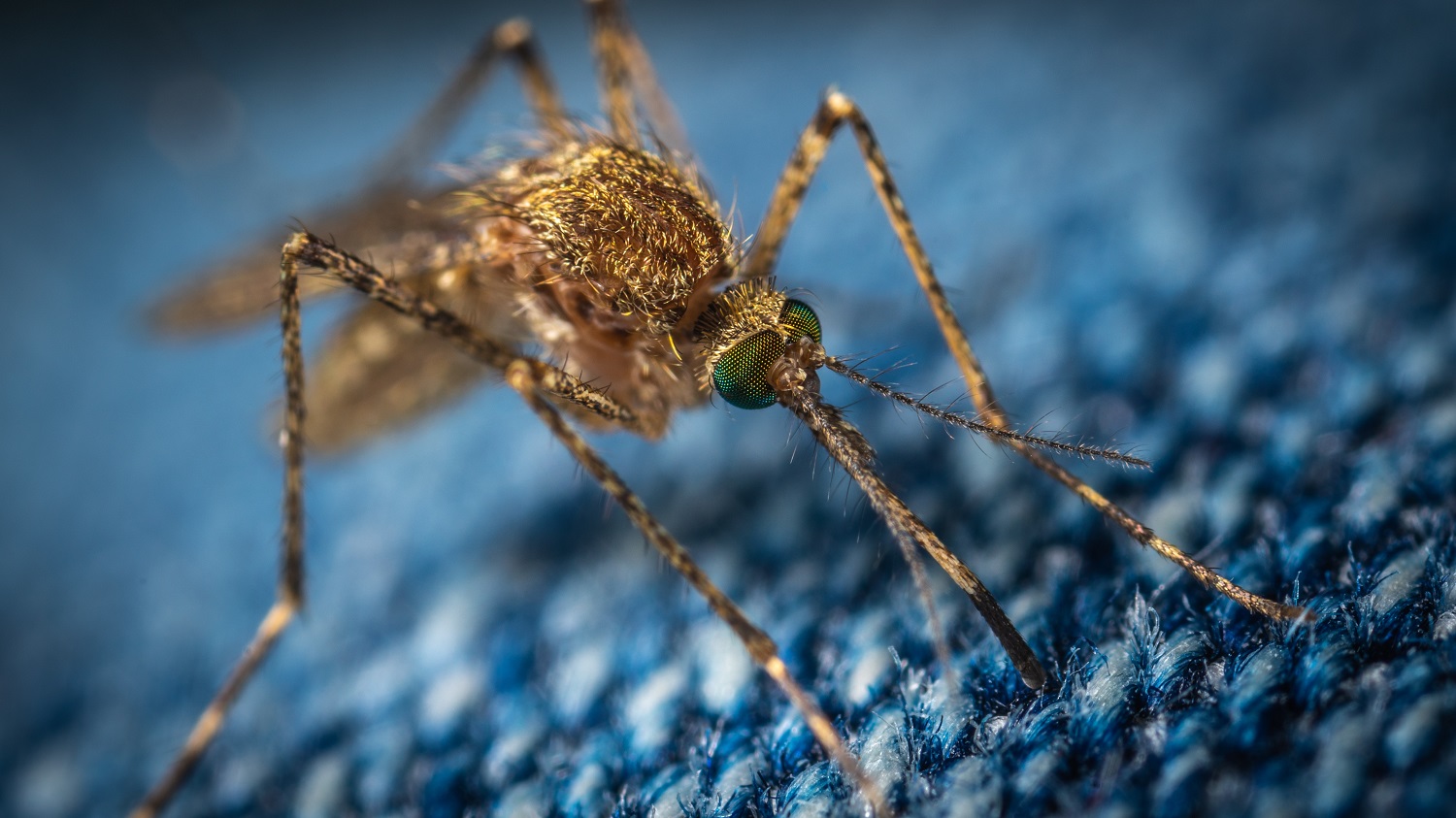 Elektrostifte gegen Mückenstiche: Die Revolution in der Insektenabwehr