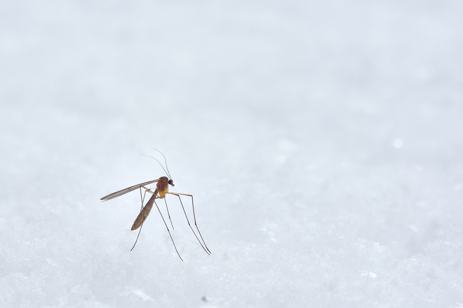 Wie lange dauert es, bis ein Mückenstich heilt? 